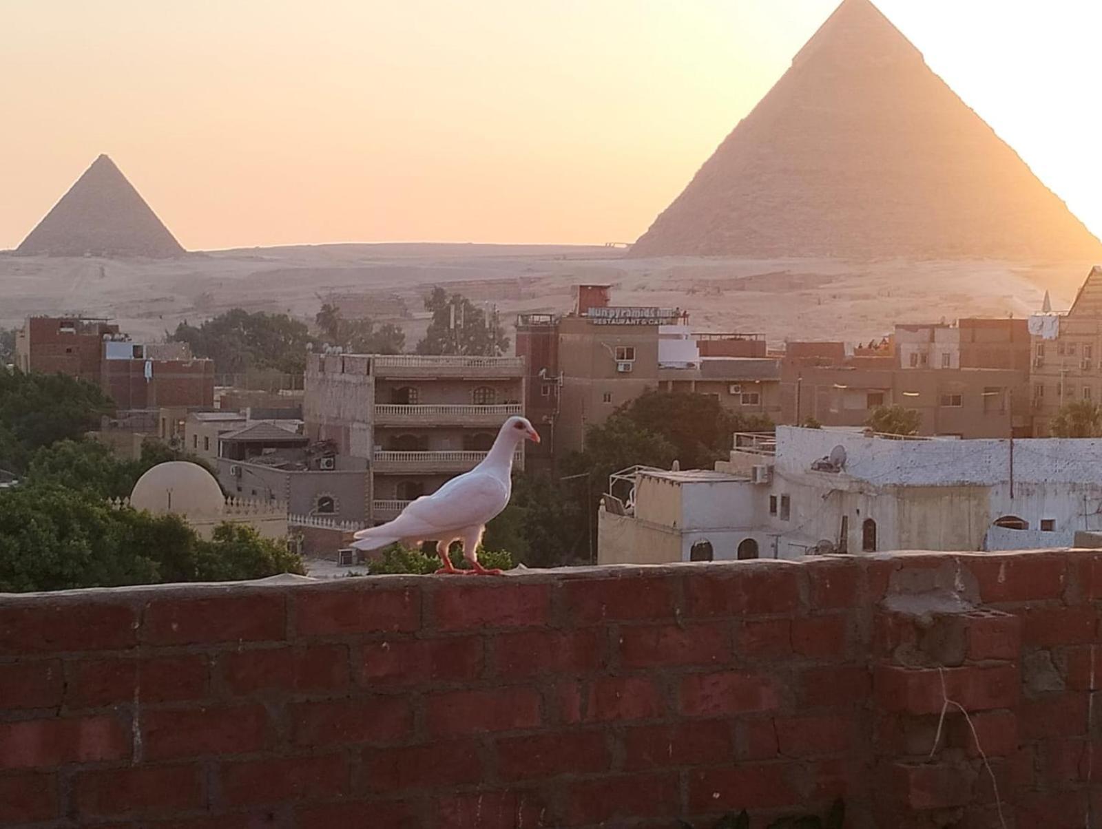 Ammar Pyramids View Séjour chez l'habitant